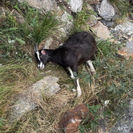 Il lupo fa razzia di capre sul Monte Tamaro