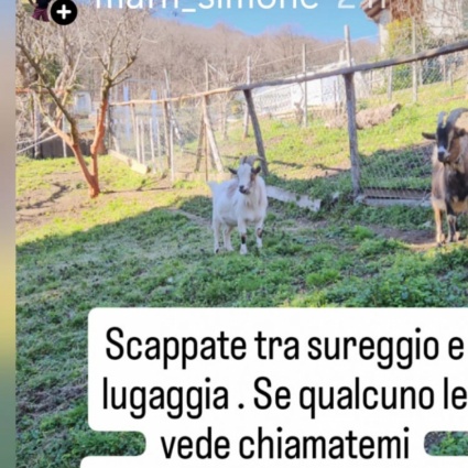 Sono scappate 4 capre tibetane: aiutateci a trovarle