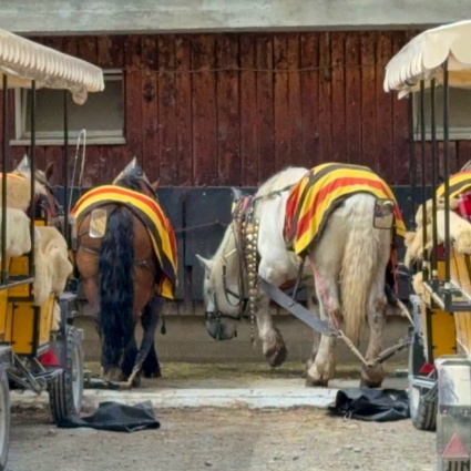 Cavalli esausti e carrozze sotto accusa: dopo la morte della 73enne, esplode la polemica