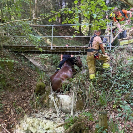 Cavallo precipita da un ponte