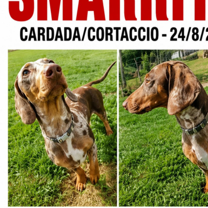 Dobby è stato ritrovato