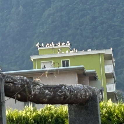 Sempre più cicogne preferiscono la Svizzera e ritardano la migrazione