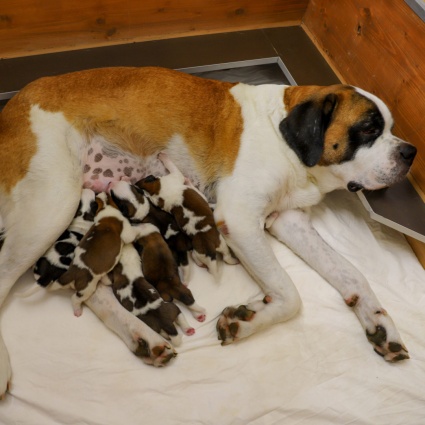Otto nuovi cuccioli di San Bernardo al Barryland