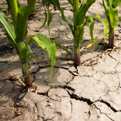 Siccità, danni all'agricoltura per almeno 19 milioni di franchi