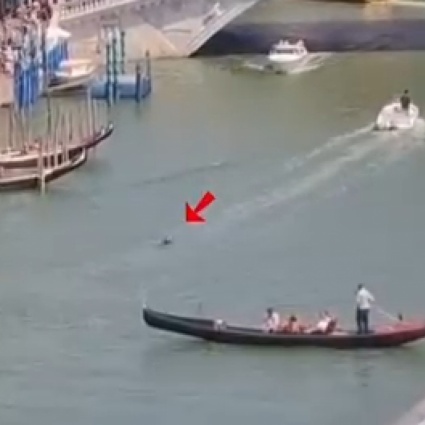 Un delfino nel Canal Grande a Venezia