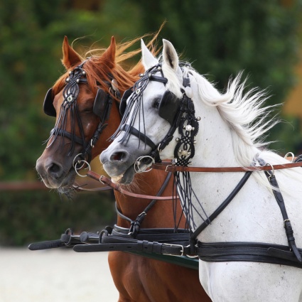 Carrozza contro un albero in Val Roseg: un morto e dodici feriti