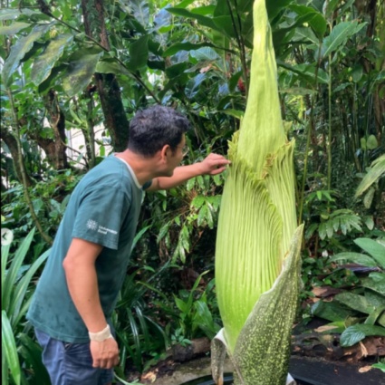 A Basilea sta per sbocciare il fiore (cadavere) più grande che c'è