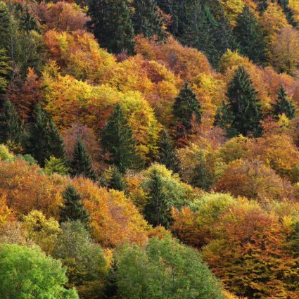Consegnata la petizione sulla protezione del bosco: oltre 72'600 firme