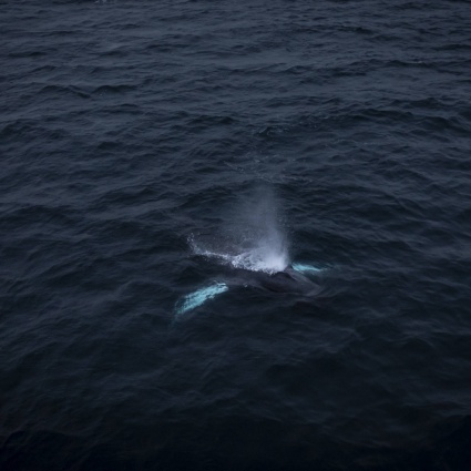 Invasione di balene giganti alla ricerca di cibo