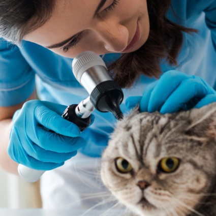 «Ho studiato veterinaria, ora me ne pento», capita a una laureata su tre
