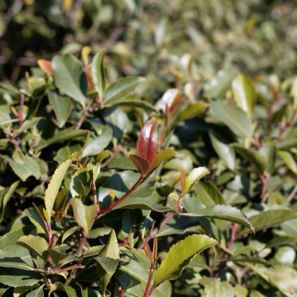 Traffico di khat: svizzero arrestato in un aeroporto parigino