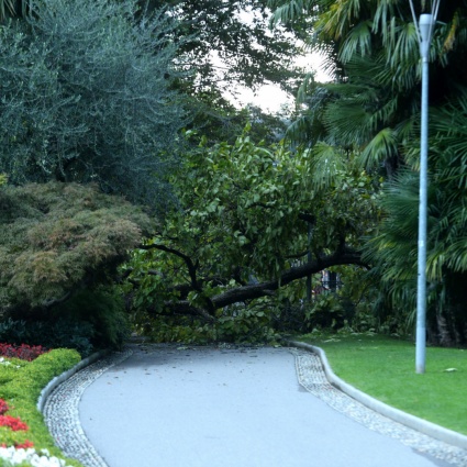 La siccità che "spezza" i rami: «Non state sotto gli alberi»