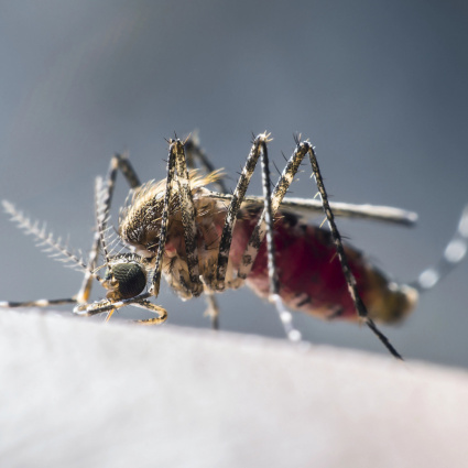 Morsi da zanzare “viaggiatrici”, due dipendenti dell'aeroporto muoiono di malaria