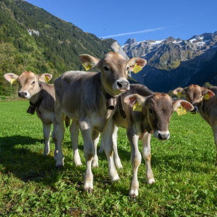 Mandria di mucche attacca e ferisce gravemente un uomo