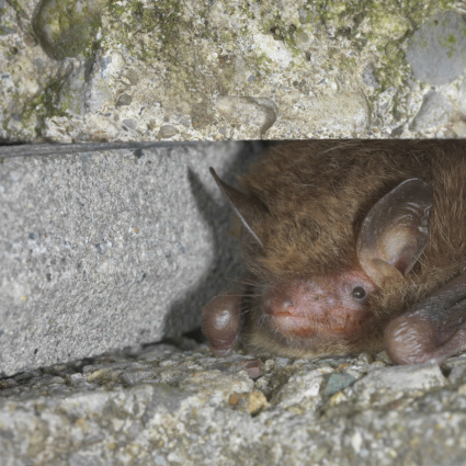 In volo con i pipistrelli