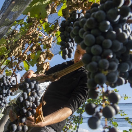 Siccità, parassiti e grandinate: ma avremo un vino d'oro