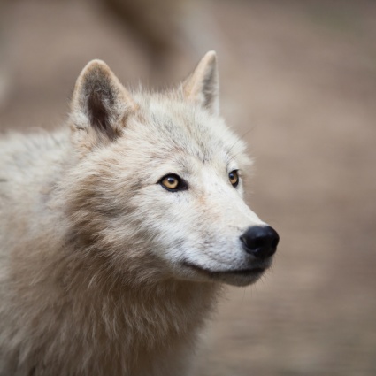 Nei Grigioni diminuiscono gli attacchi del lupo a greggi e bestiame