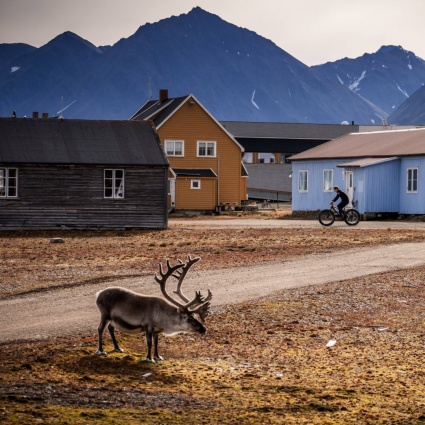 Svalbard, come sono morte tutte quelle renne?
