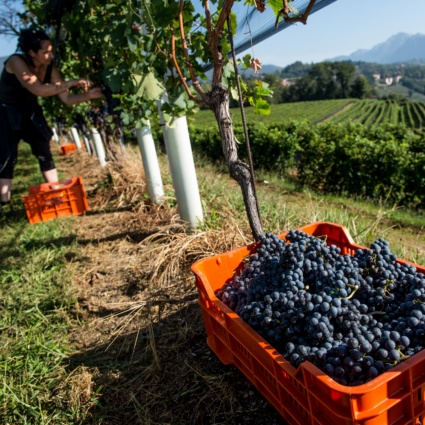 Siccità e caldo favoriscono la vite, vendemmia in anticipo