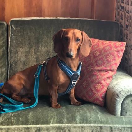 Ritrovato senza vita Rufus, il cane scomparso da oltre 10 giorni
