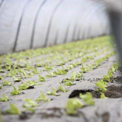 Siccità, Migros stanzia due milioni di franchi per gli agricoltori in difficoltà