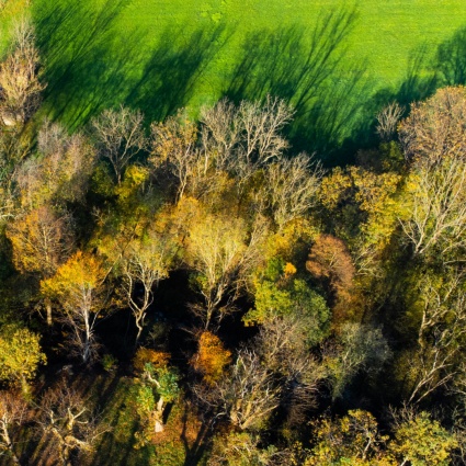 «Il bosco come lo conosciamo adesso scomparirà»
