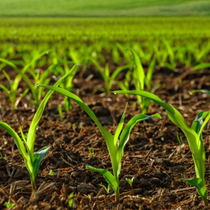 Che agricoltura vogliamo lasciare al nostro territorio?