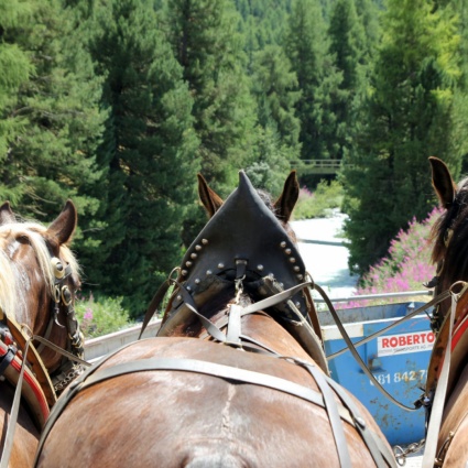Tragedia in Engadina: carrozza di turisti si schianta contro un albero