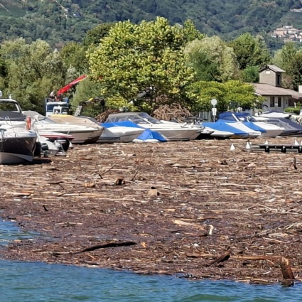Un tappeto di legna sul Ceresio