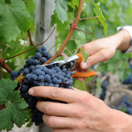 In tutta la Svizzera sarà una buona annata