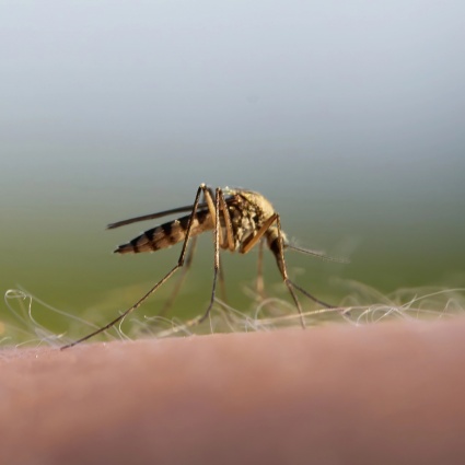 Zanzare a caccia: ecco come scelgono le loro vittime