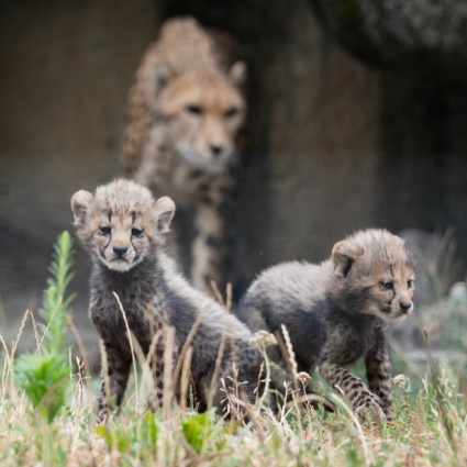 Nati sei cuccioli di ghepardo allo Zoo di Basilea