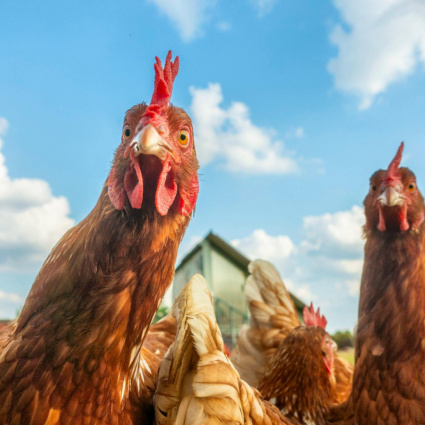 "Adotta una gallina", l'iniziativa per salvarne 500