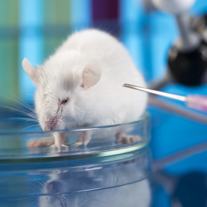 Meno animali nei laboratori, ma più esperimenti con gravi sofferenze