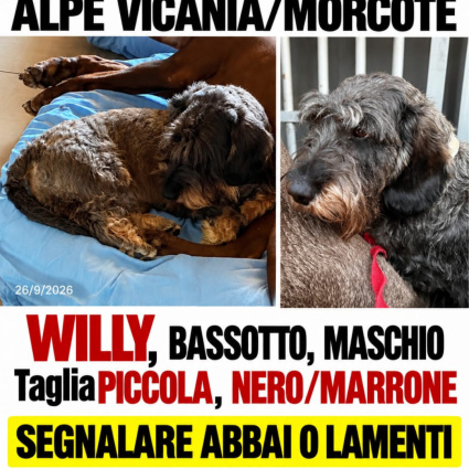 Avete visto Willy?