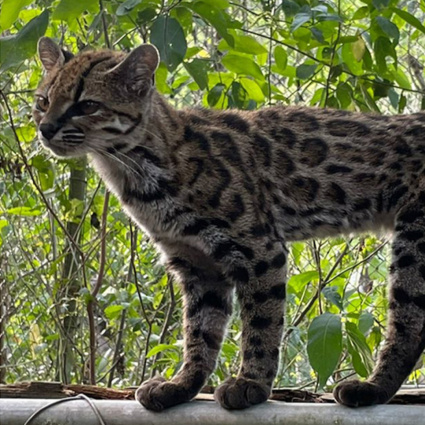 Scoperta in Bolivia una nuova specie di felino