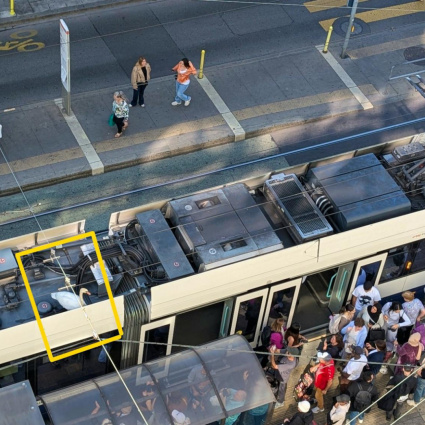 Povero cigno, voleva solo "scroccare un pass" al tram