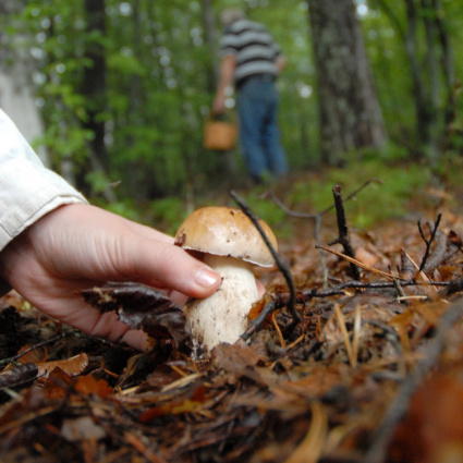 Fungiatt, un po' di prudenza può salvare la vita