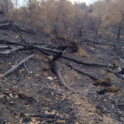 Incendio alle porte di Como: 440mila euro per il Monte Goj