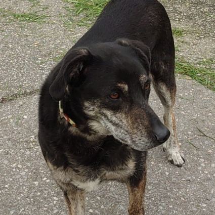 La cagnolina Emma è stata ritrovata