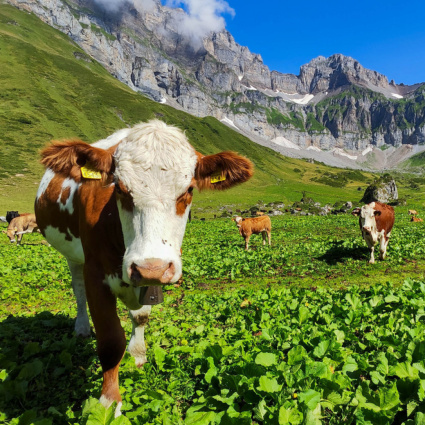 Mercosur, la Svizzera tentenna: svetta il sì, ma quasi il 20% è ancora indeciso
