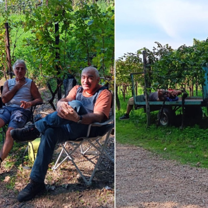 «Pensionati o disoccupati»: i frontalieri della vendemmia a 15 franchi l'ora