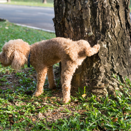 Pipì dei cani, Lugano dice no all'obbligo di risciacquo negli spazi pubblici
