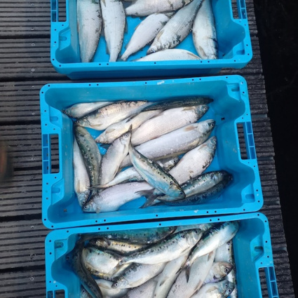 Pesca di frodo sul Lago Maggiore, nei guai un 57enne ticinese