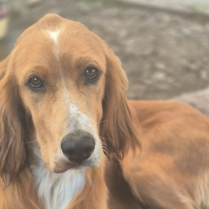 Si cerca Coco, smarrito a San Defendente (Ponte Tibetano)