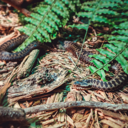 Morso da un serpente velenoso durante un'arrampicata, interviene la Rega
