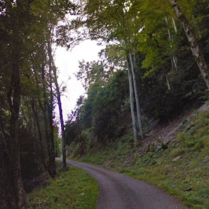 Passeggiano nel bosco e trovano una donna impiccata