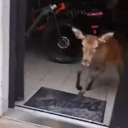 Un cliente «insolito» sorprende un negozio di biciclette. Ecco il video