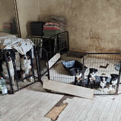 Le sequestrano 13 cavalli e 40 cani. E già le era stato vietato di tenere animali