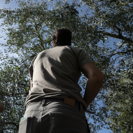 È tutto pronto per la raccolta collettiva delle olive